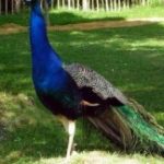 ¿Qué significa realmente soñar con pavo real?
