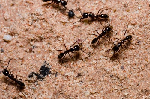 Resultado de imagen para imagenes de hormigas
